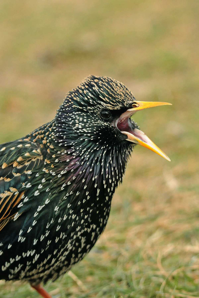 A Starling Bird