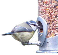 blue tit on feeder